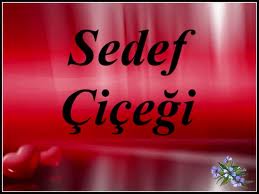 SEDEF ÇİÇEĞİ